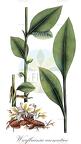 Wurfbainia aromatica