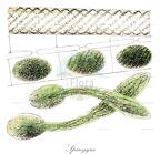 Spirogyra