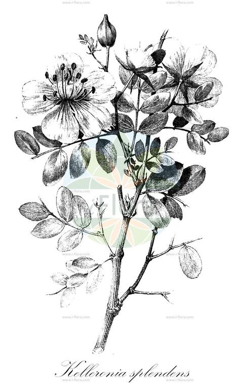 Kelleronia splendens