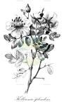 Kelleronia splendens