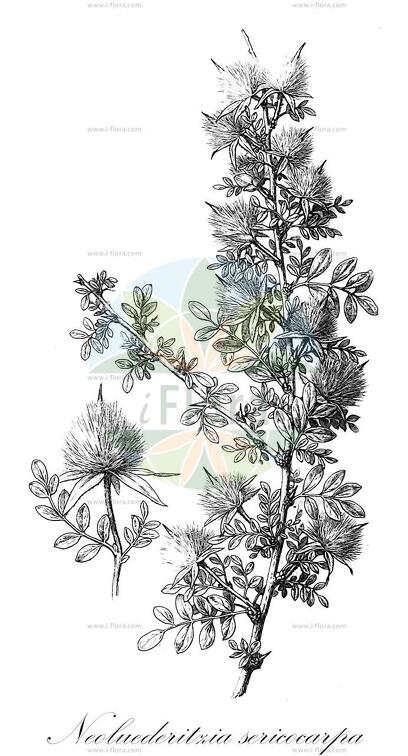 Neoluederitzia sericocarpa