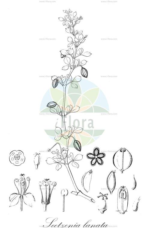 Seetzenia lanata