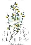 Bulnesia chilensis