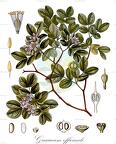 Guaiacum officinale