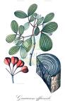 Guaiacum officinale