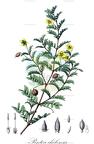 Pintoa chilensis