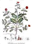 Kallstroemia tribuloides
