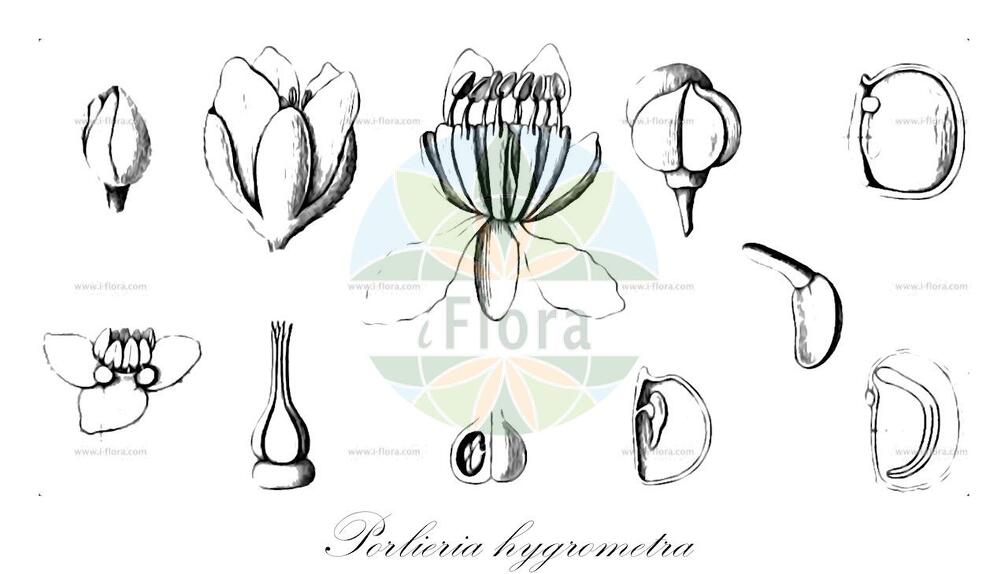 Porlieria hygrometra