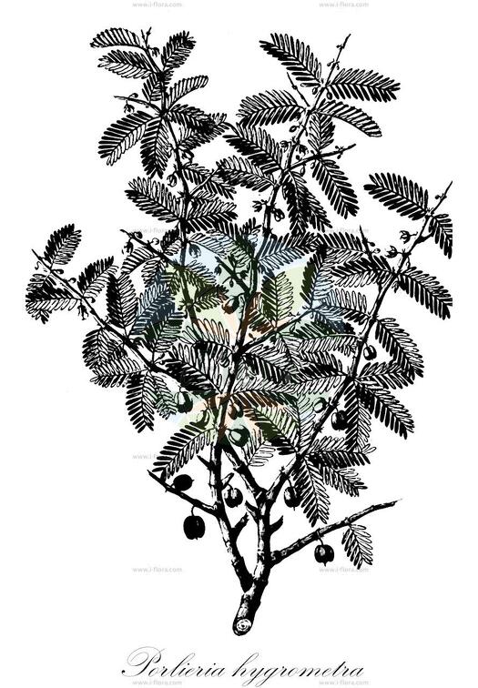 Porlieria hygrometra