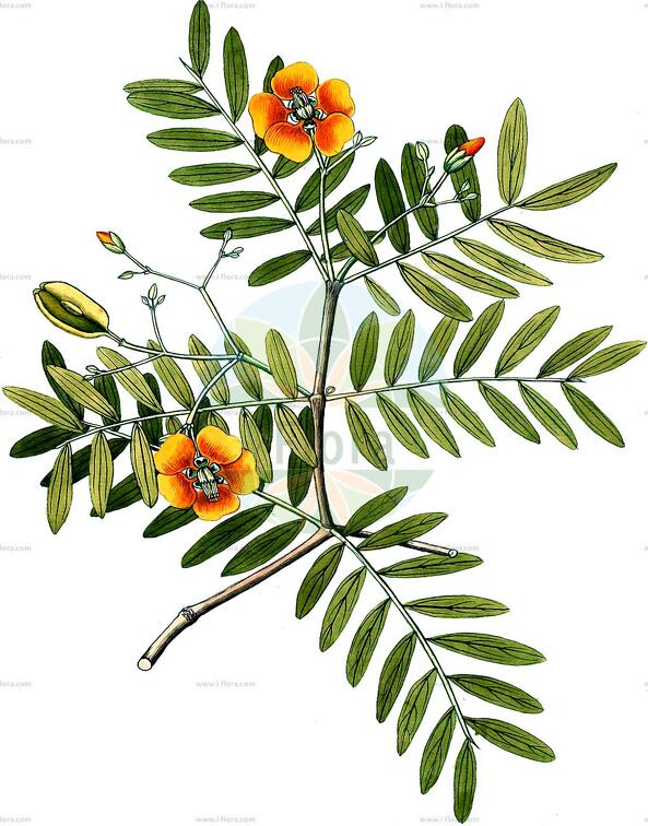 Plectrocarpa arborea