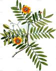 Plectrocarpa arborea