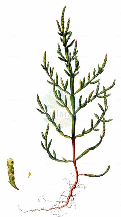Salicornia europaea