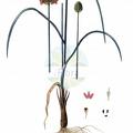 Allium strictum