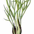 Allium ascalonicum