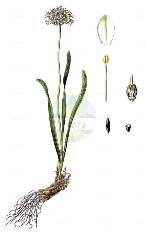 Allium ericetorum