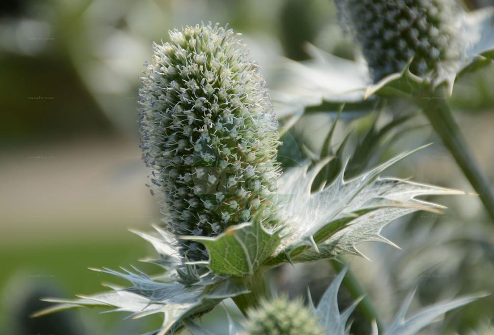 Eryngium alpinum