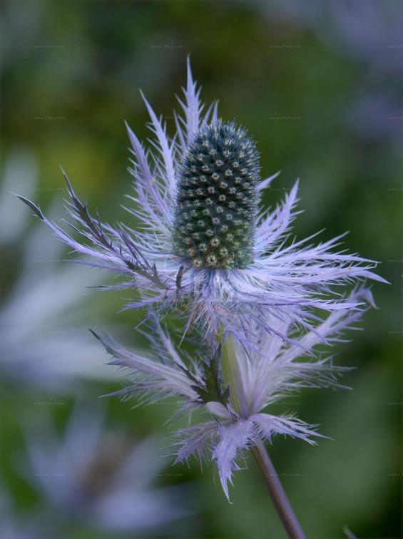 Eryngium alpinum