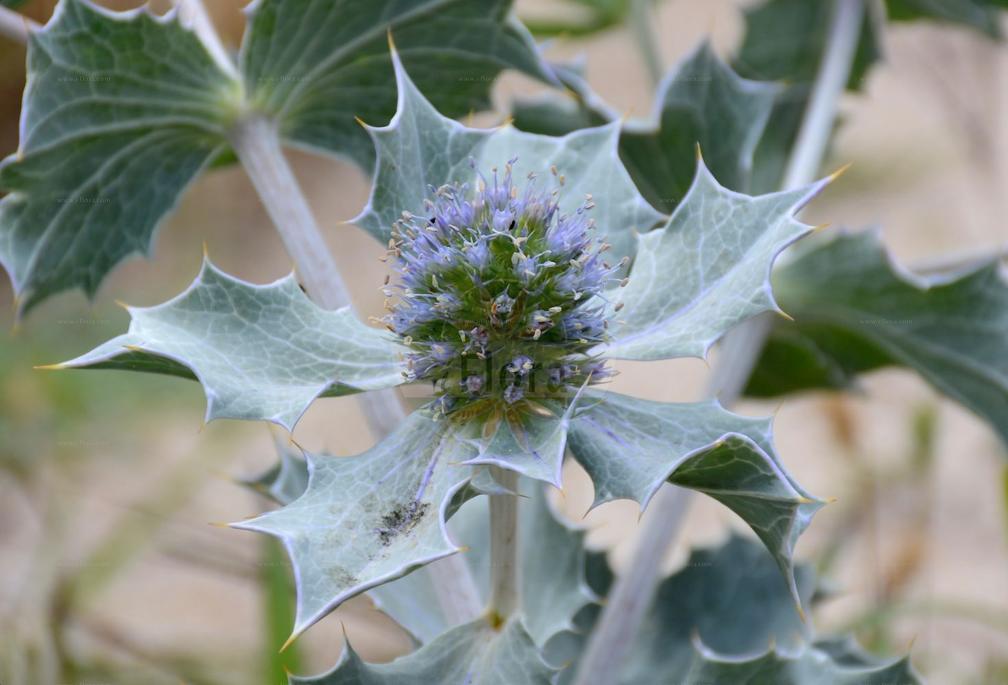 Eryngium maritimum