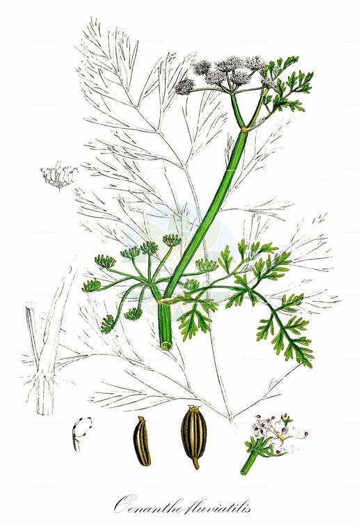 Oenanthe fluviatilis
