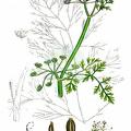 Oenanthe fluviatilis