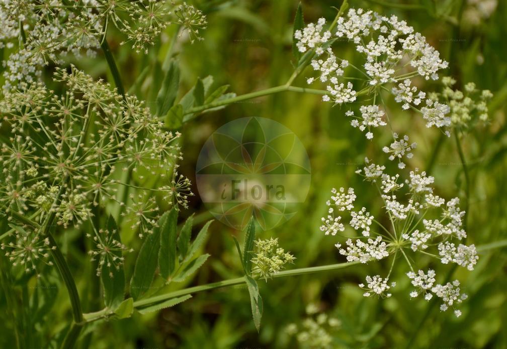 Sium latifolium