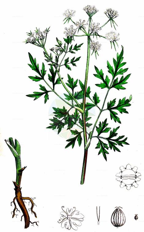 Aethusa cynapium subsp. elata