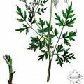 Aethusa cynapium subsp. elata