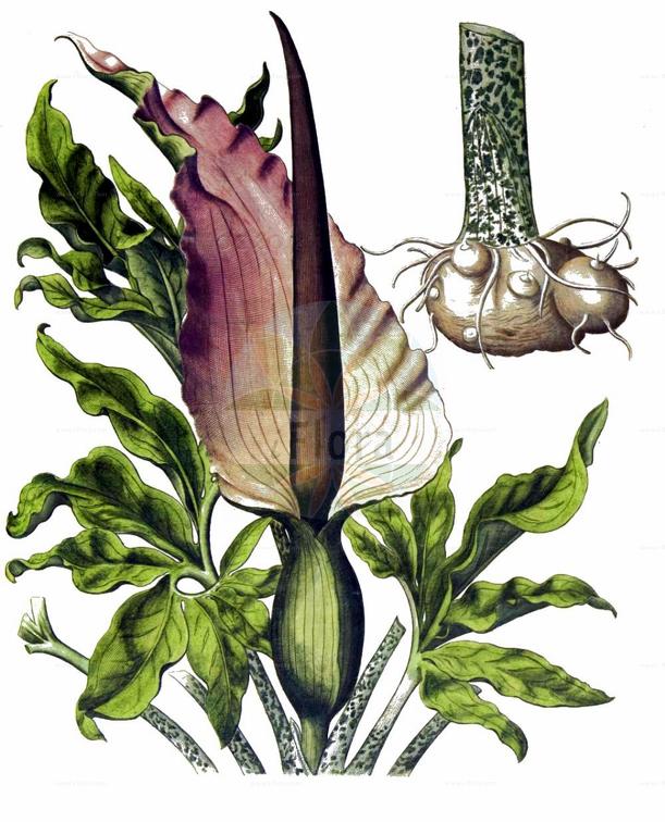 Dracunculus vulgaris