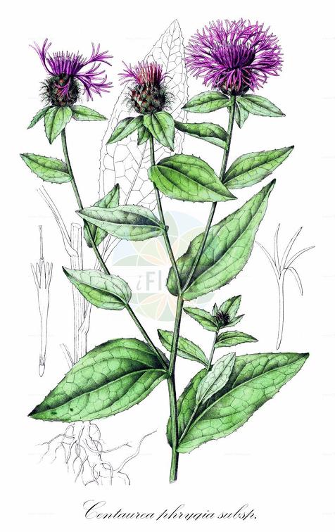 Centaurea phrygia subsp. pseudophrygia