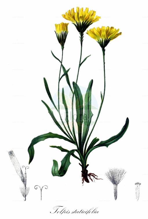 Tolpis staticifolia