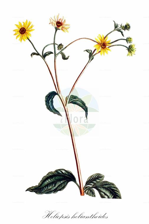 Heliopsis helianthoides