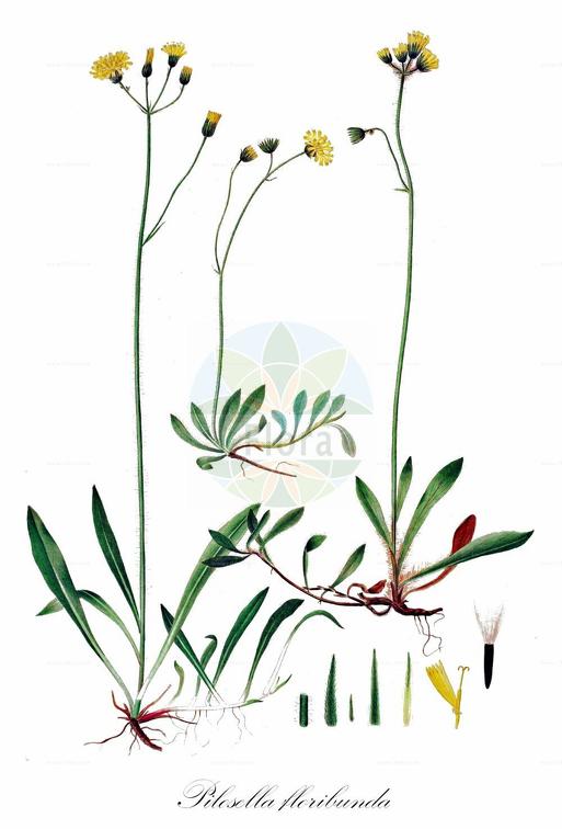 Pilosella floribunda