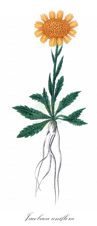 Jacobaea uniflora
