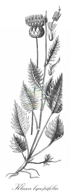 Klasea lycopifolia