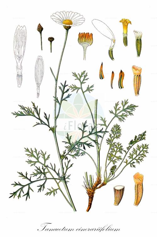 Tanacetum cinerariifolium