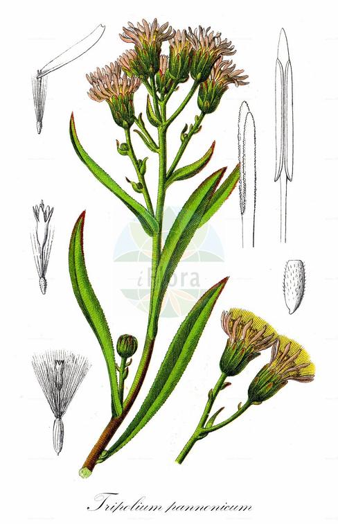 Tripolium pannonicum