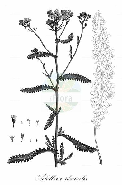 Achillea aspleniifolia