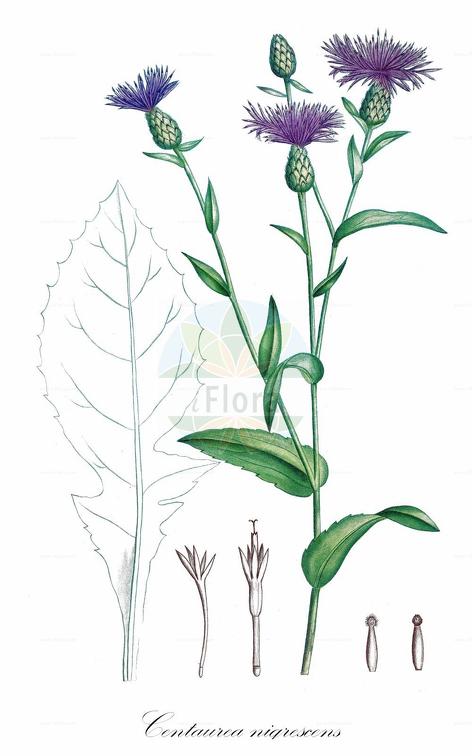 Centaurea nigrescens