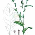 Centaurea nigrescens