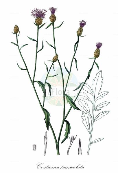 Centaurea paniculata