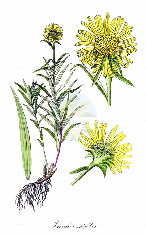 Inula ensifolia