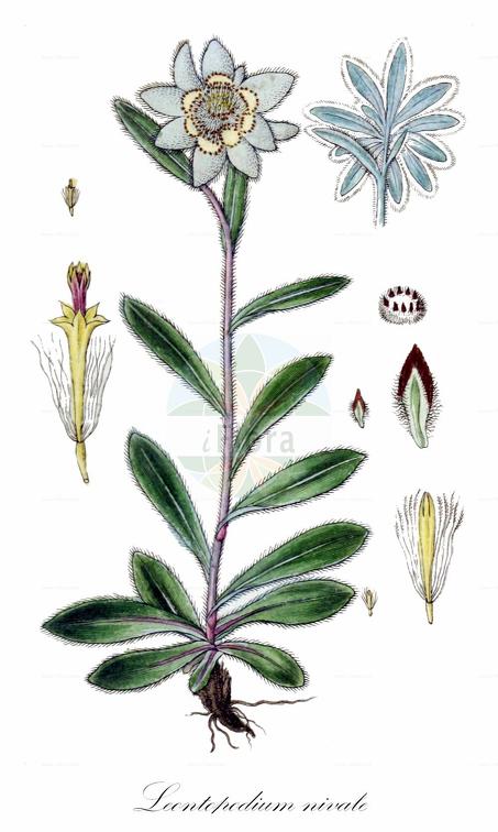 Leontopodium nivale