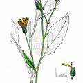 Hieracium lachenalii subsp. cruentifolium