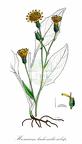 Hieracium lachenalii subsp. cruentifolium