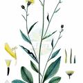 Hieracium onosmoides subsp. oreades