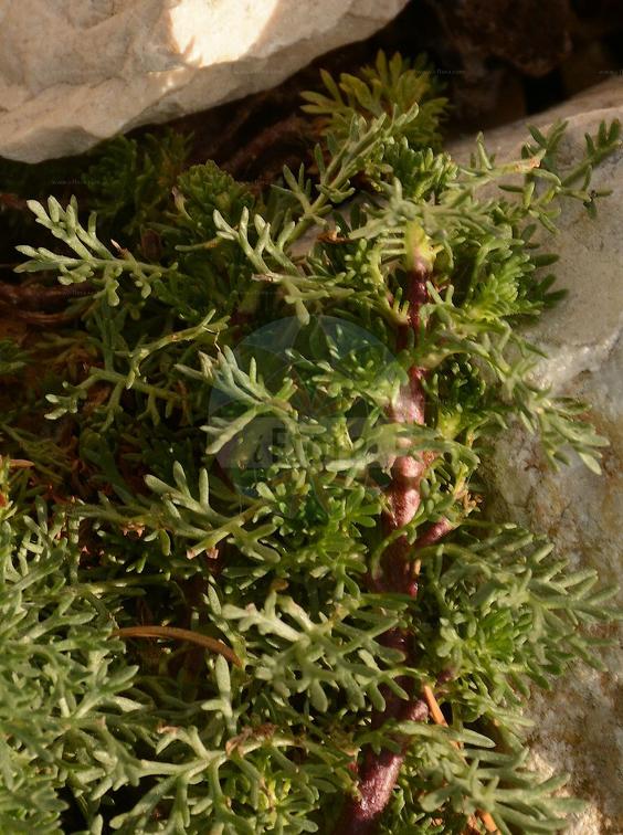 Artemisia rupestris