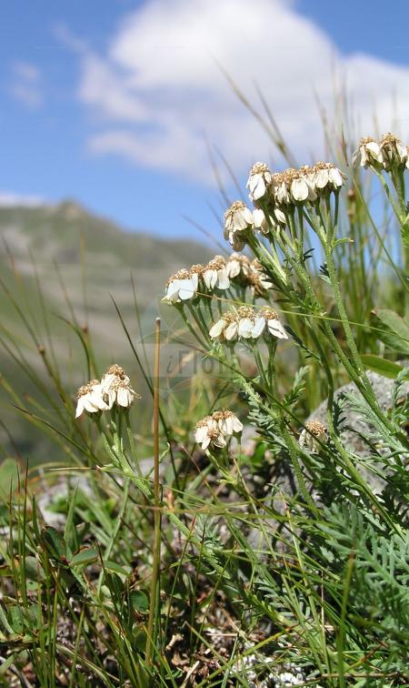 Achillea erba-rotta subsp. moschata