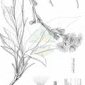 Hieracium racemosum