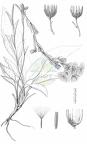 Hieracium racemosum