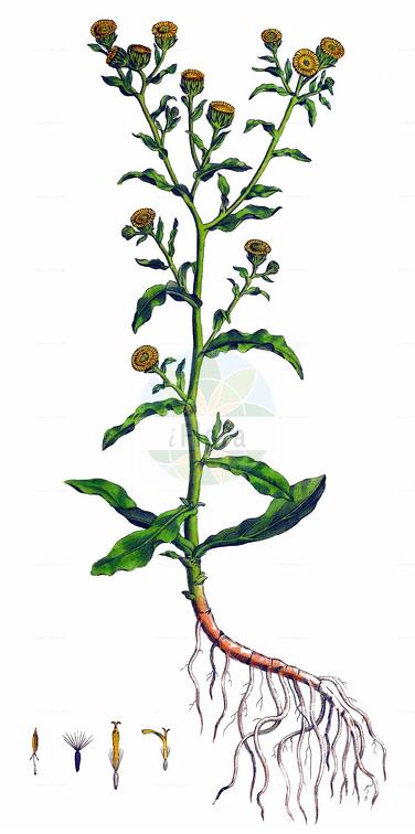 Pulicaria vulgaris